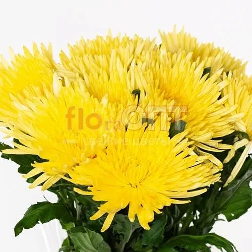 Хризантема одиночная желтая — фото 1