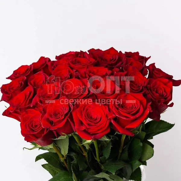 Роза Форевер 60см — фото 1