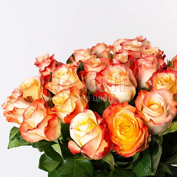 Роза Микс 40 см — фото 3