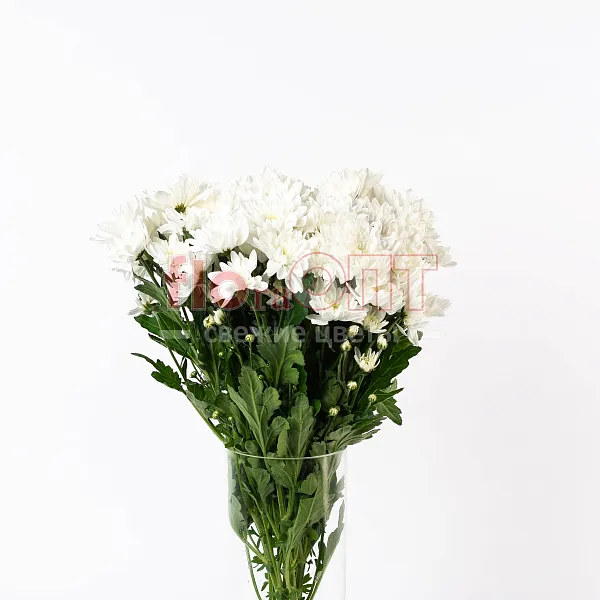 Хризантема кустовая белая — фото 4