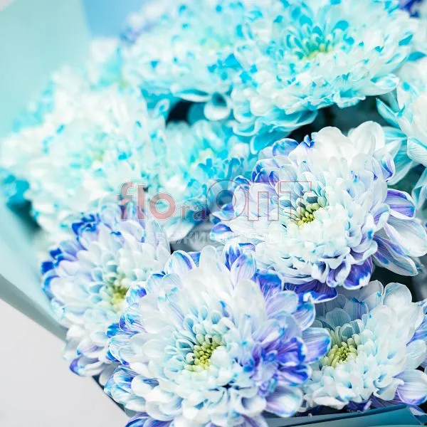 Хризантема крашеная Голубая — фото 2