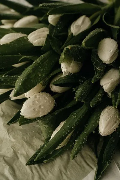 Тюльпан Селект — фото 3