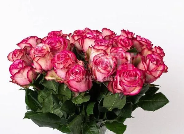 Роза Микс 70 см — фото 1