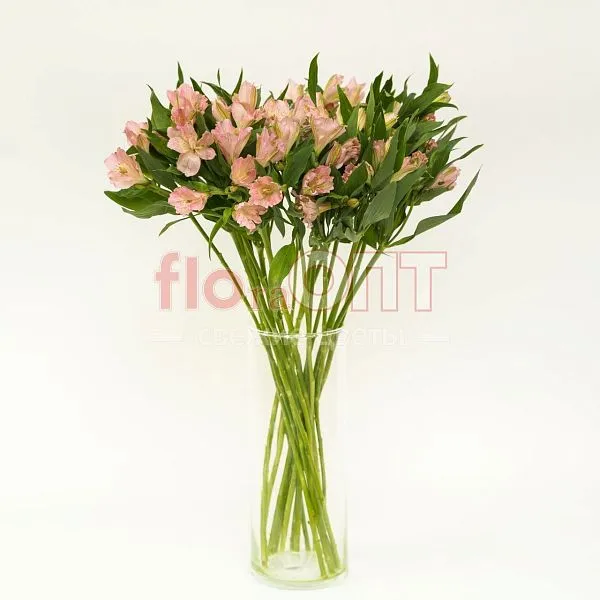 Альстромерия — фото 3