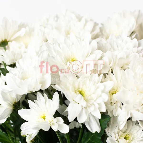 Хризантема кустовая белая — фото 5