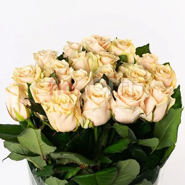 Роза Россия 70см — фото 1