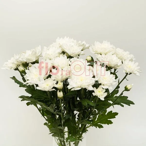 Хризантема кустовая белая — фото 3