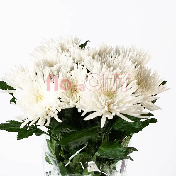 Хризантема одиночная белая — фото 2