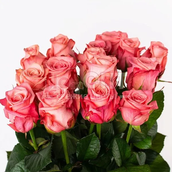 Роза Россия 70см — фото 3