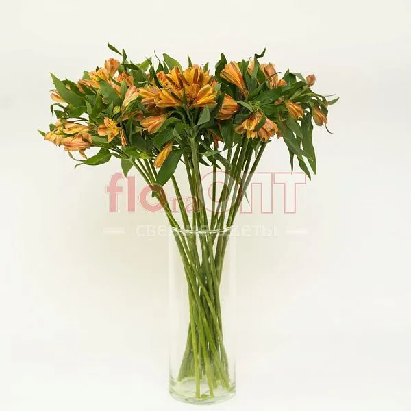 Альстромерия — фото 5