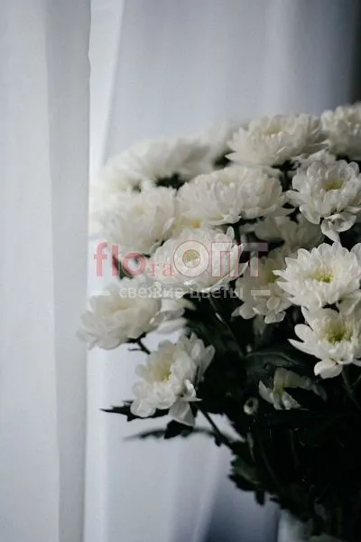 Хризантема кустовая белая — фото 1