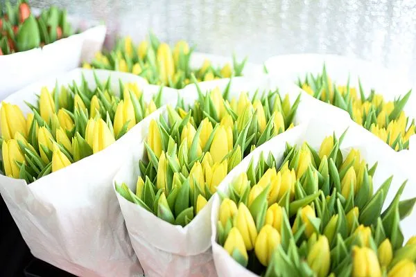 Тюльпан — фото 2