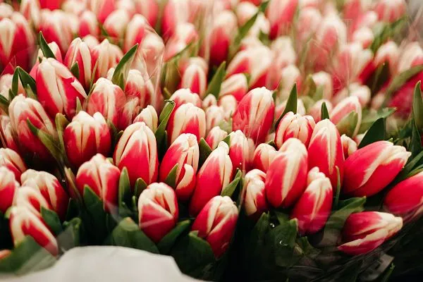 Тюльпан — фото 4