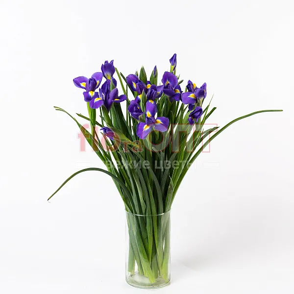 Ирис — фото 1