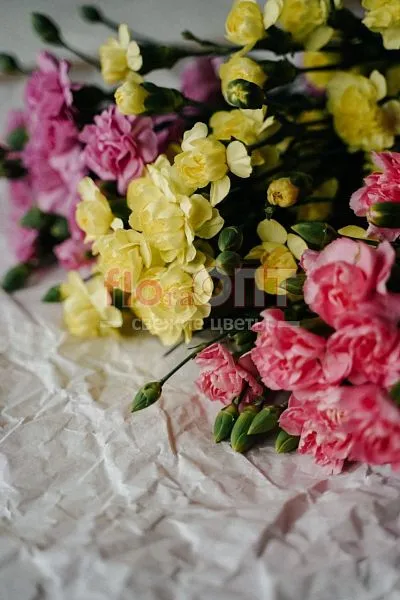 Гвоздика Кустовая Разноцветная — фото 2