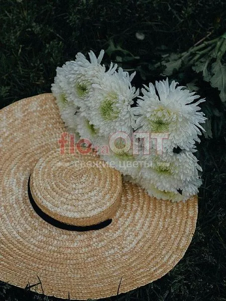 Хризантема одиночная Магнум — фото 1