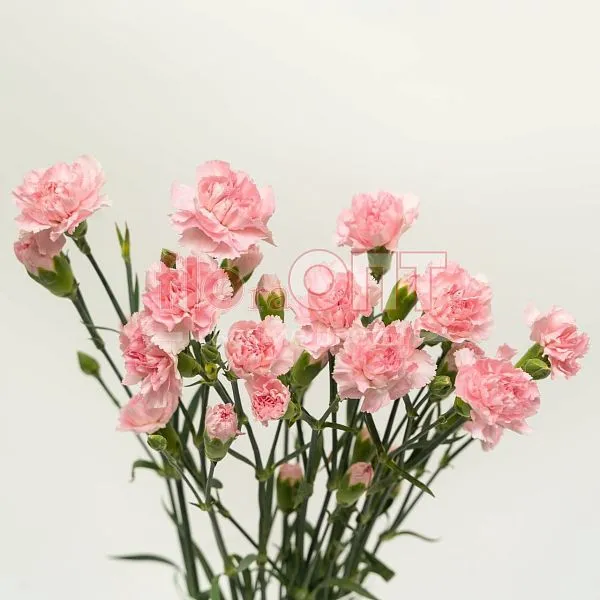 Гвоздика Кустовая Разноцветная — фото 5