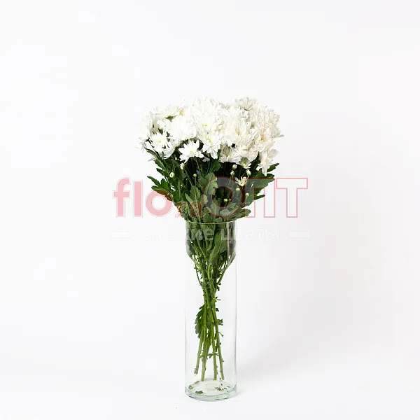 Хризантема кустовая белая — фото 1