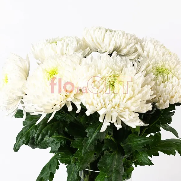 Хризантема одиночная Магнум — фото 1