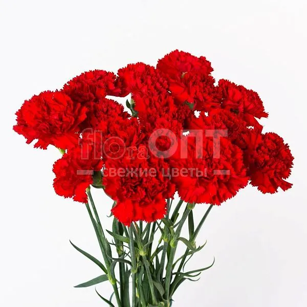 Гвоздика Одиночная красная в Новосибирске — фото 1