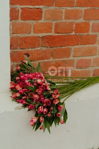 Альстромерия Люкс — фото 3