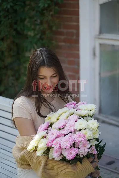 Хризантема крашеная Микс — фото 1