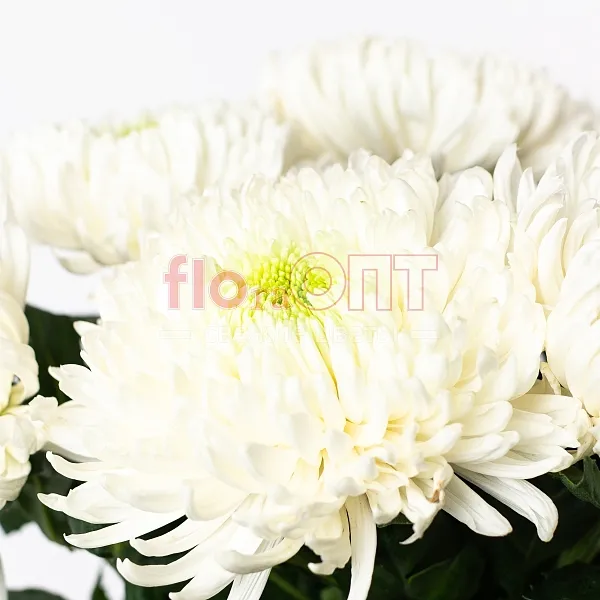 Хризантема одиночная Магнум — фото 3