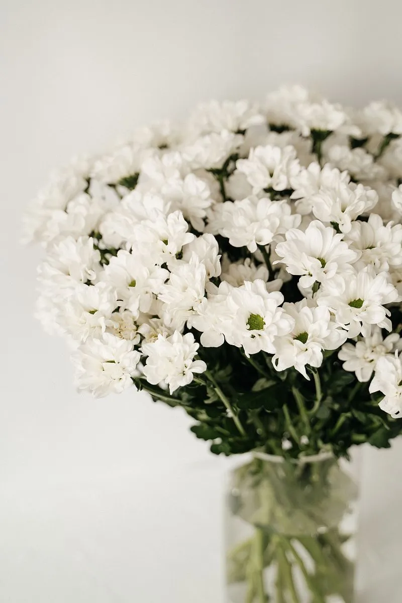 Хризантема кустовая белая — фото 3